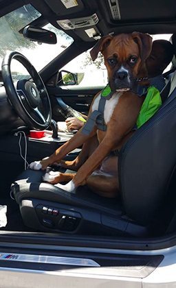 large brown dog sitting in driver's seat of car
