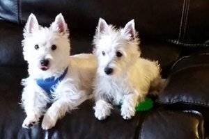 two small white dogs sitting on couch