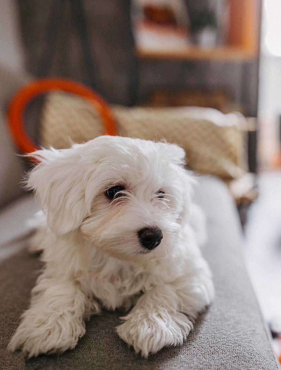 Small white dog on couch