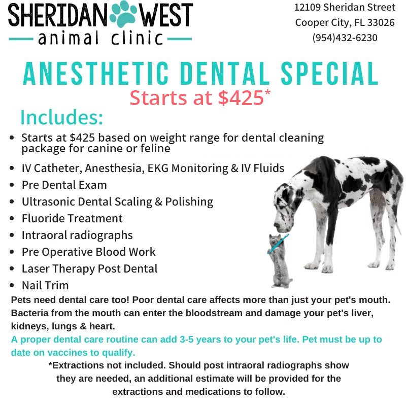 anesthetic dental special-new